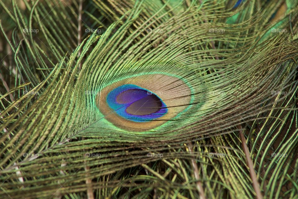 In definition and elegance, a peacock feather is a true wonder of nature. 
