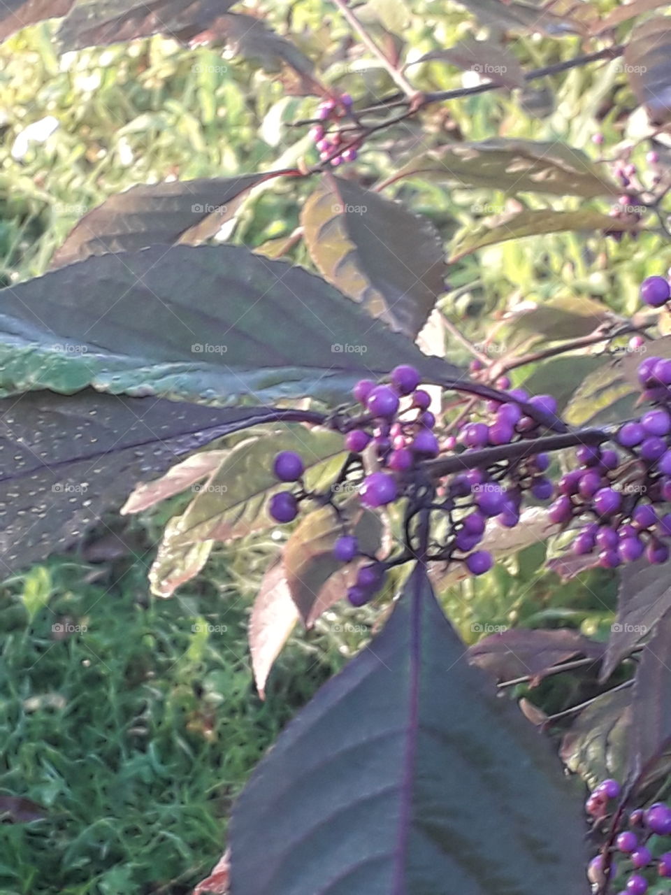 purple berries  and beautiful leaves  of polycarpa