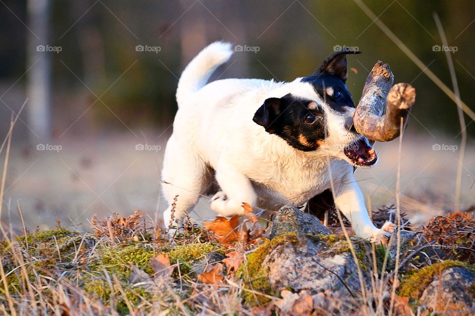 Dog playing with a stick