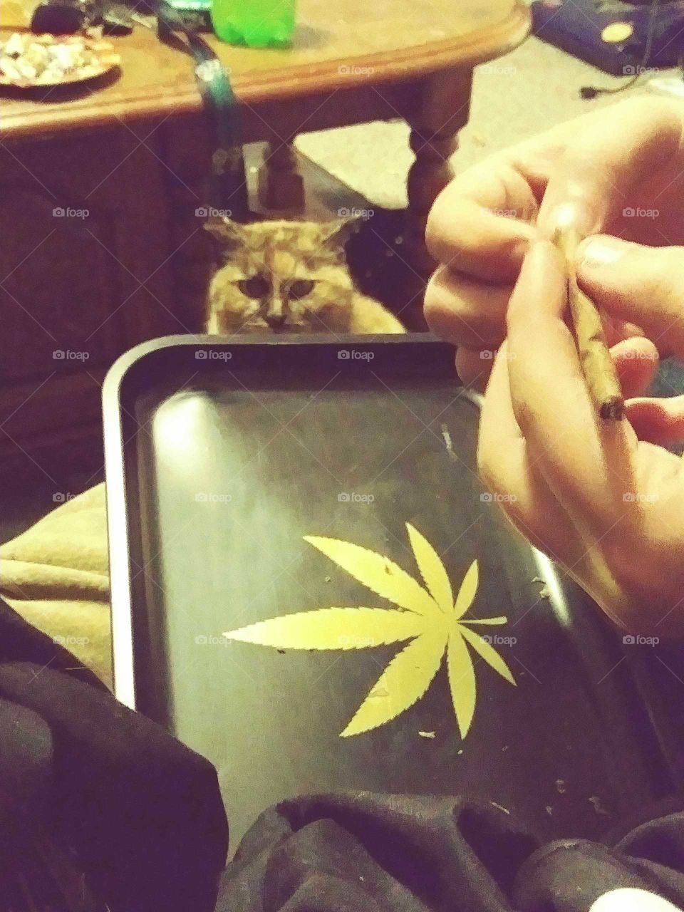 cat wants to blaze up