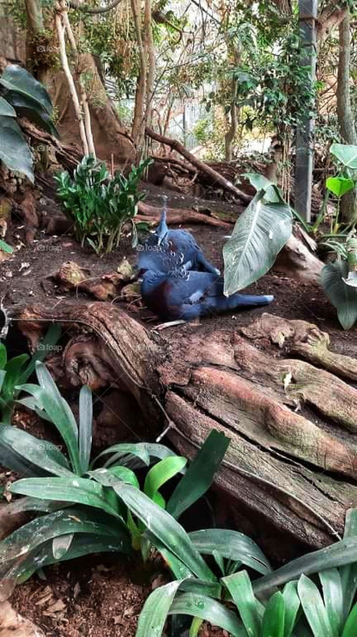 Exotic birds in an exotic space