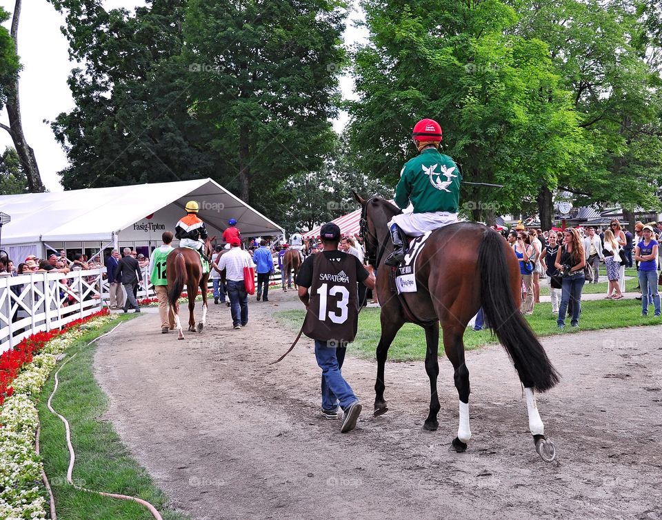 Cat's Claw wins the Waya Stake. The muscular dark brown filly Cat's Claw going to the post in the Waya Stakes.
zazzle.com/Fleetphoto