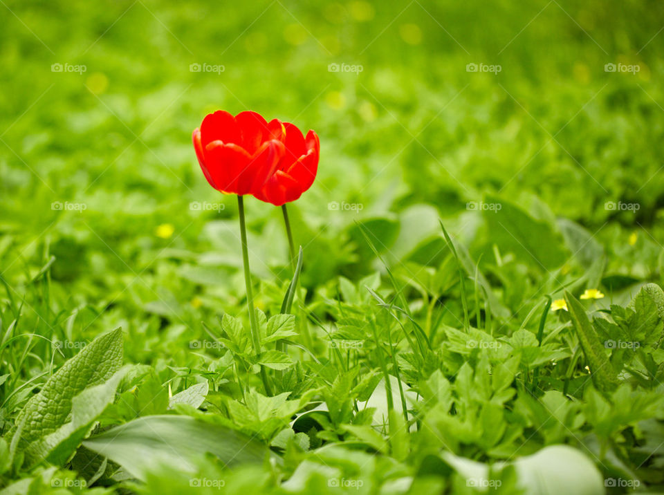 moscow flowers green spring by vikandr2007