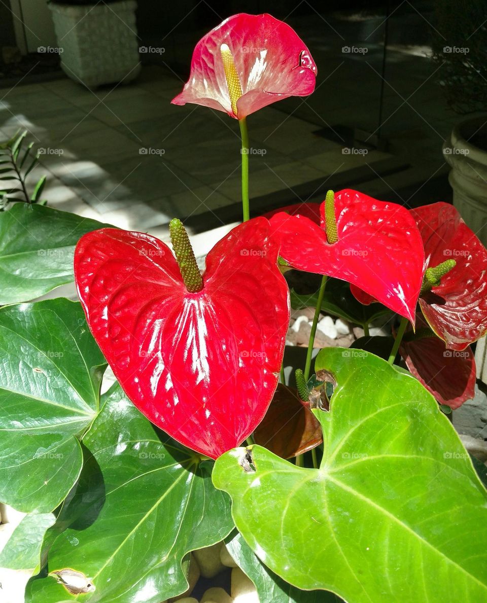 red anthurium