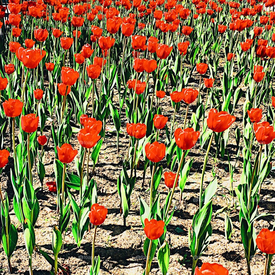 Tulips 