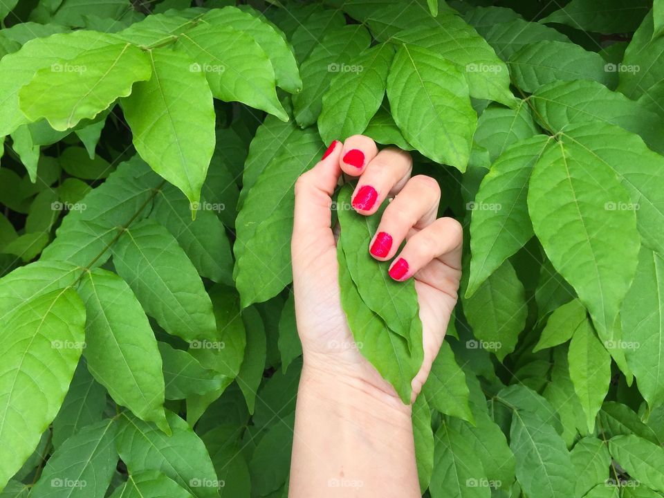 Woman's hand with bright red nails against wall of bright green leaves