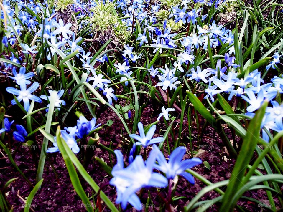 blue flowers