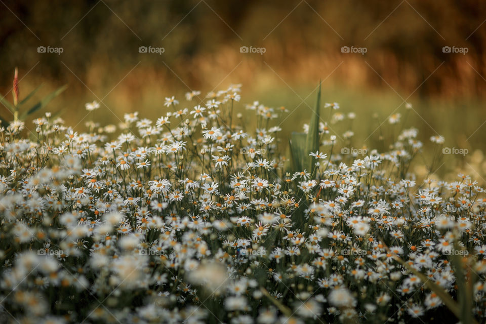 Daisies field at sunset