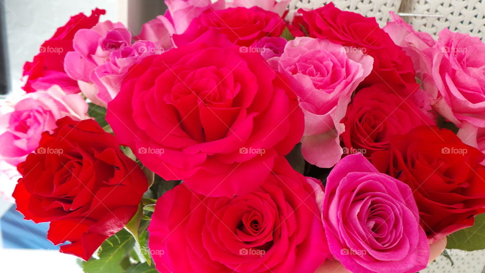 red and pink roses