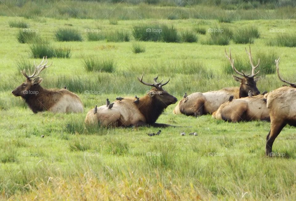 Elk
