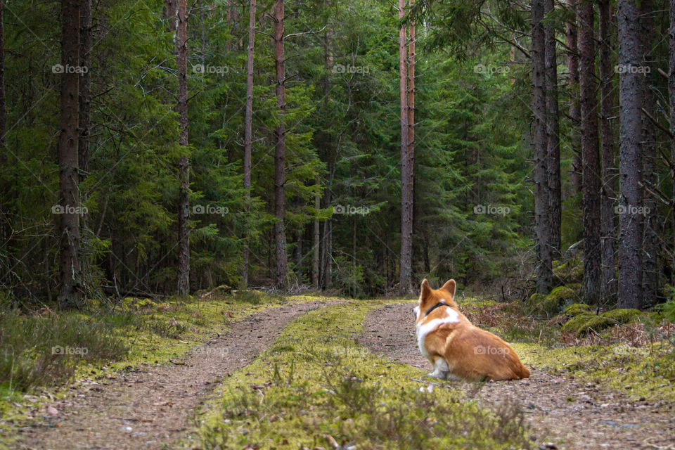 A corgi pembroke dog sitting in the forest 