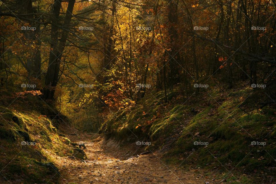 Fairytale path in the forest with magical light