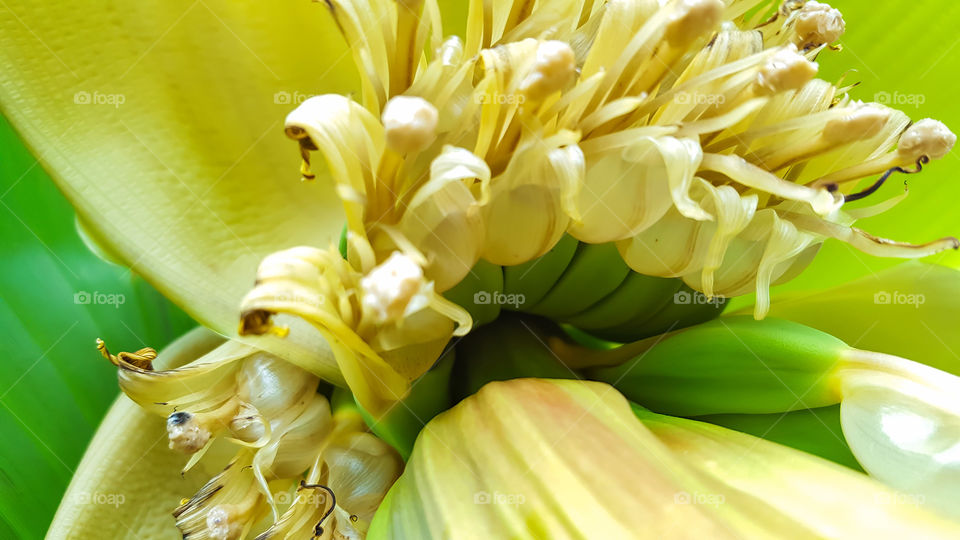 Bananas- A close up of a blooming banana tree.