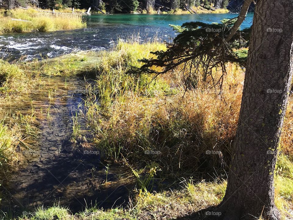Oregon’s beautiful Deschutes River at Blue Hole near its headwaters in the forest with the wild grasses on its banks in splendid fall colors of yellow, red, and orange on a sunny autumn day.