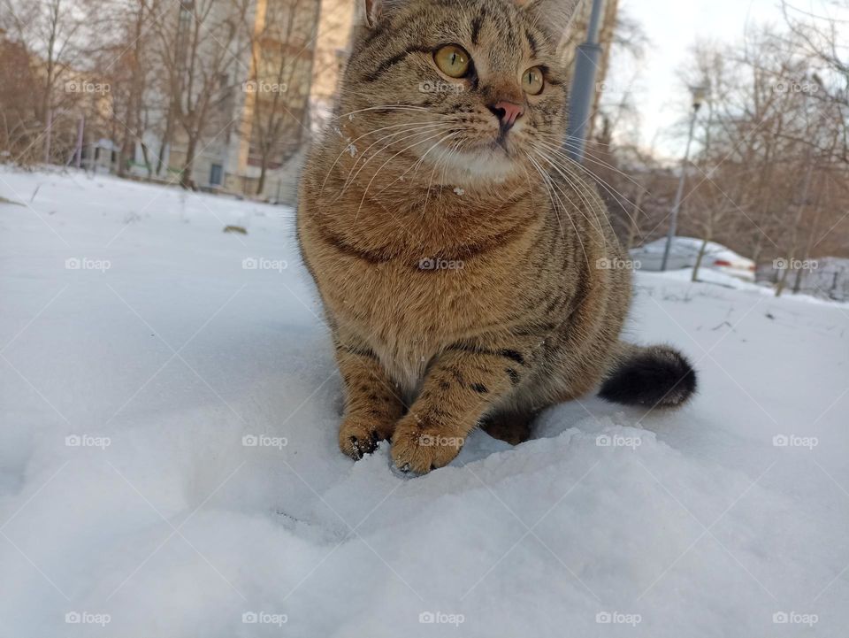 Cat in the snow