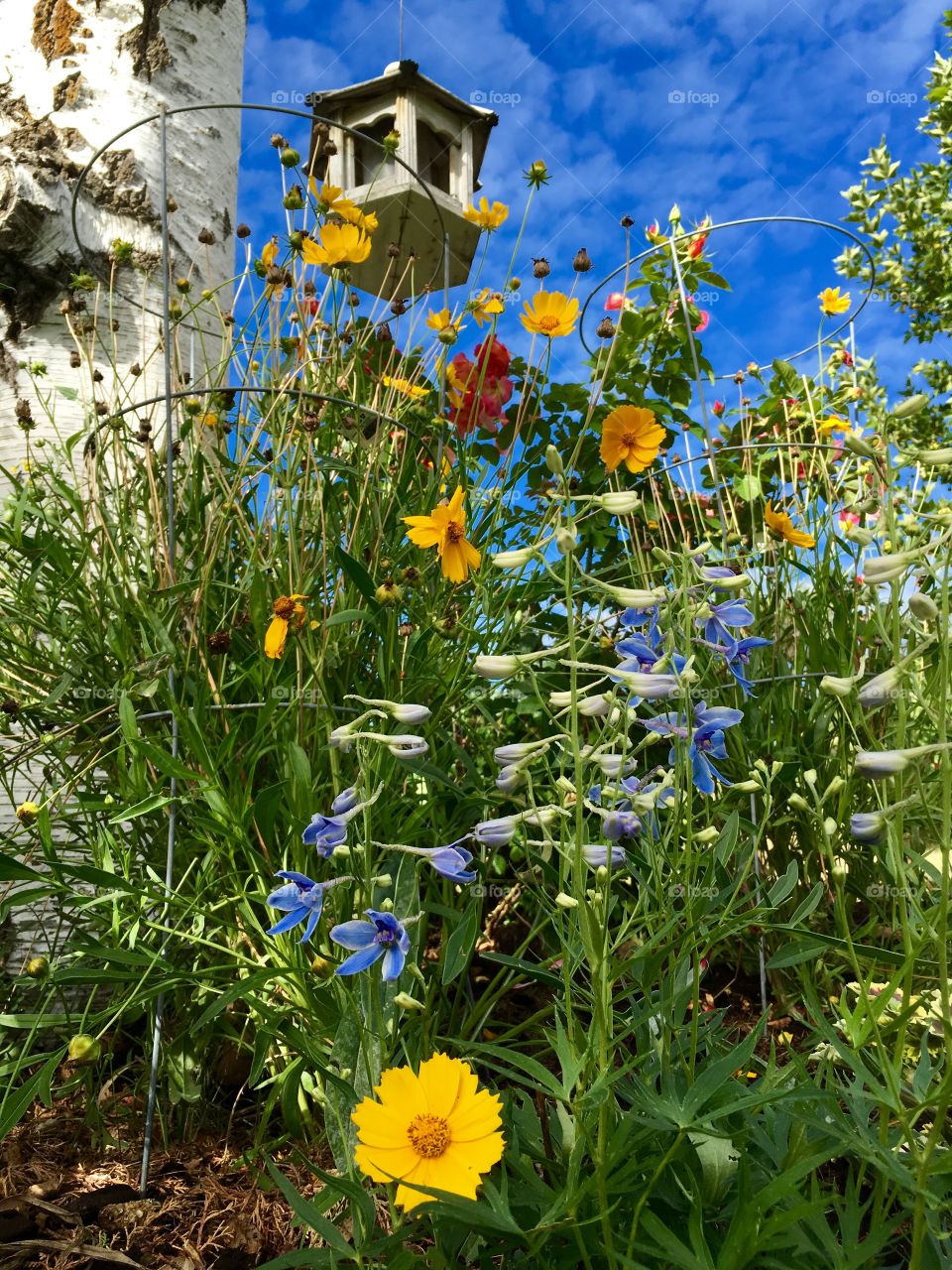 Flowers