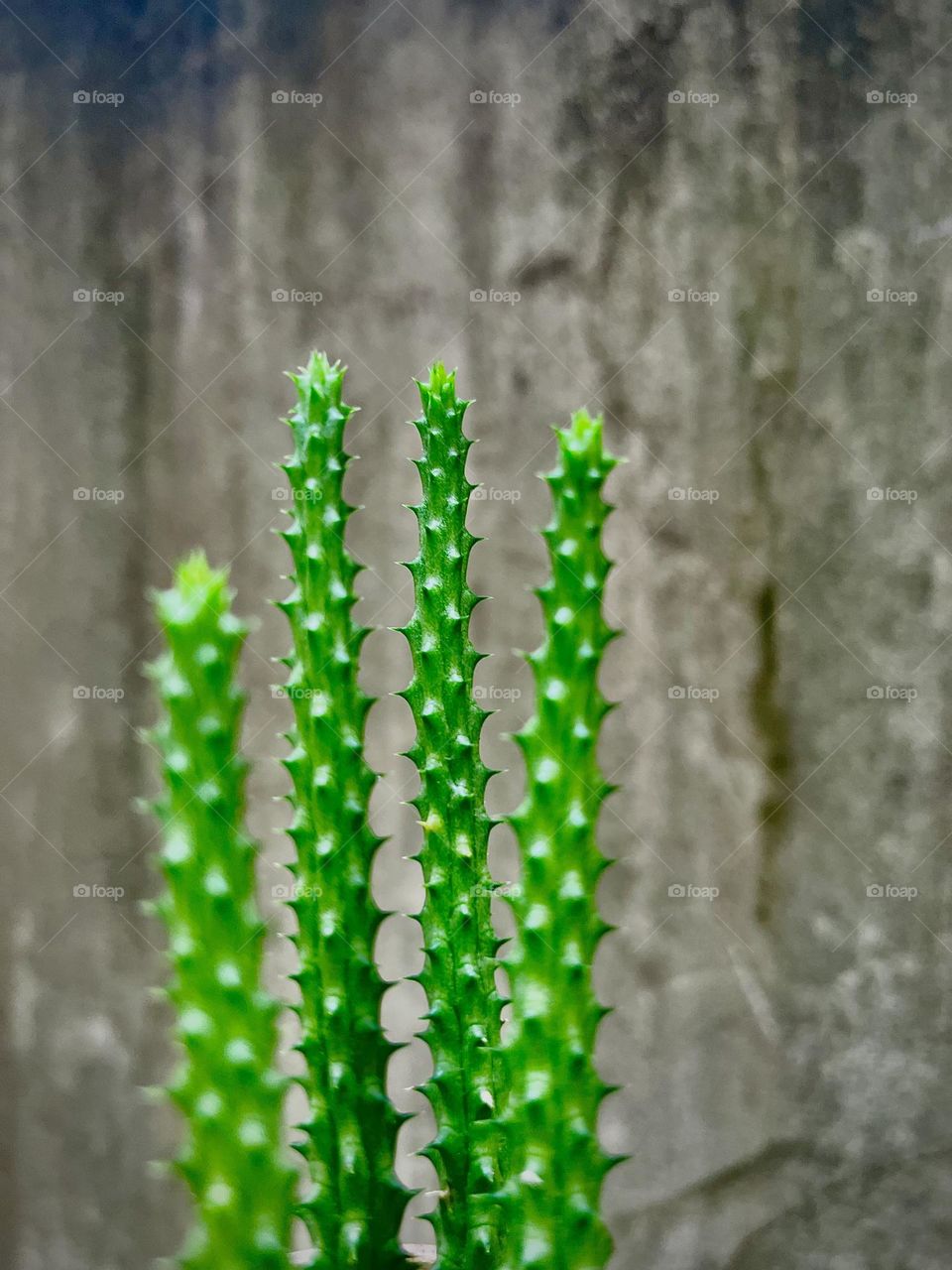Cactus