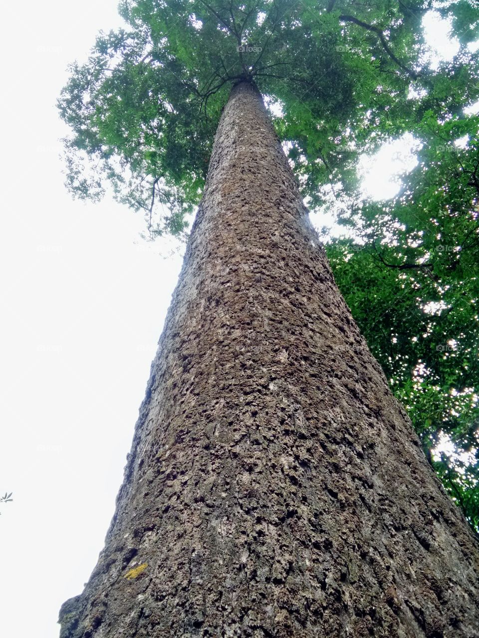 big tree in thailand