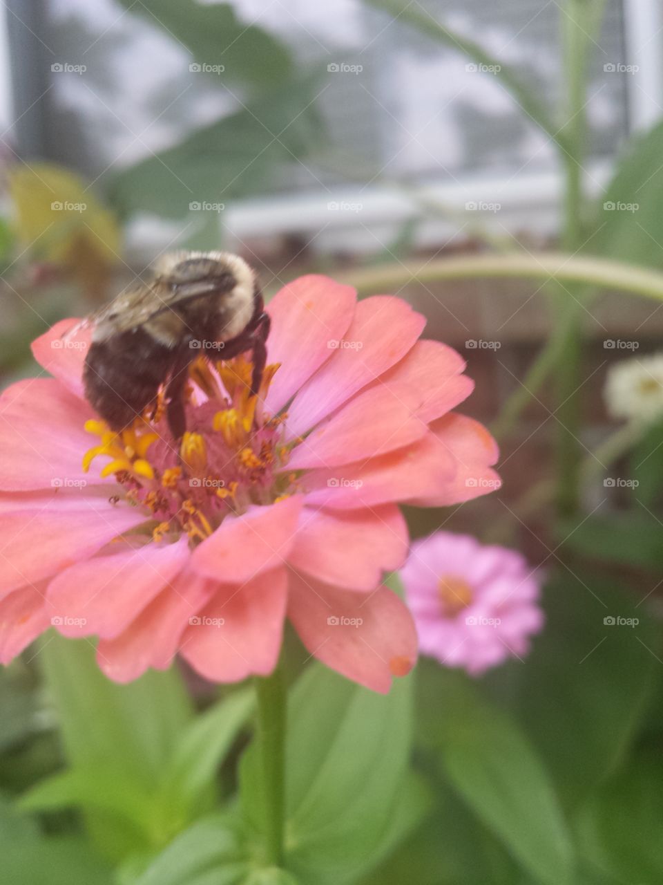 hungry bee & zinnia (melon)