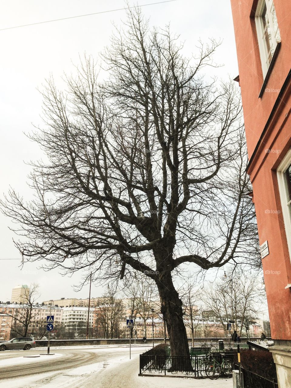 tree in stockholm