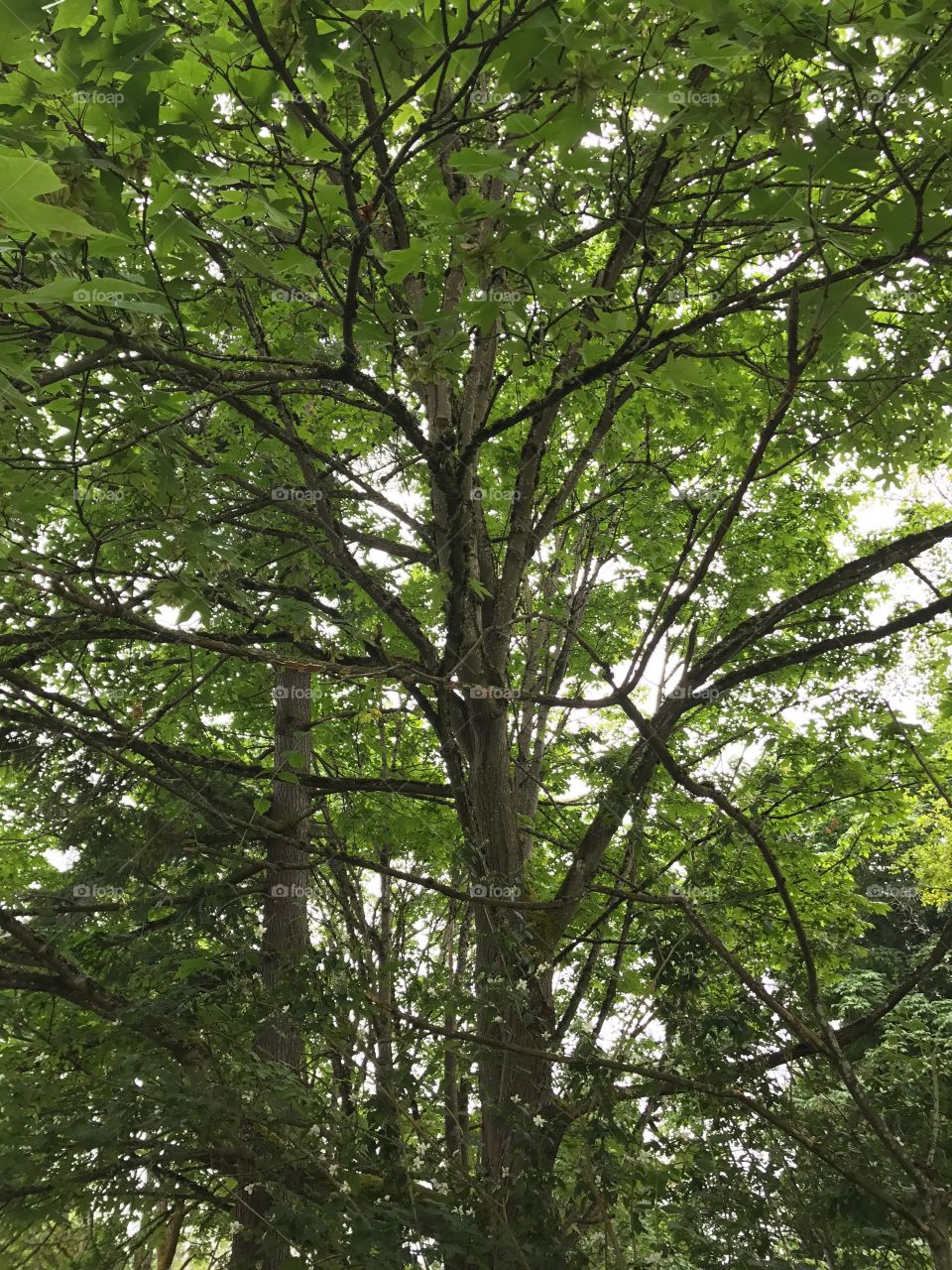 The branches of the tree just caught my eye.