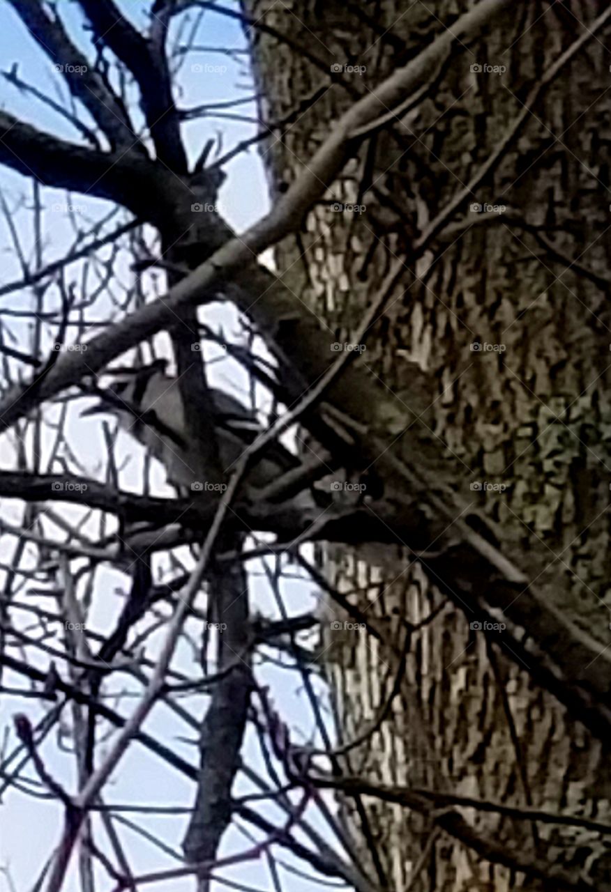 Tree, Nature, Bird, Wood, No Person