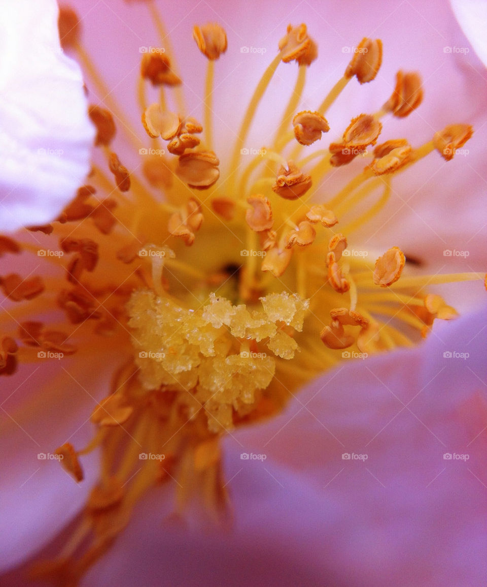 pollen nature flower macro by leesure