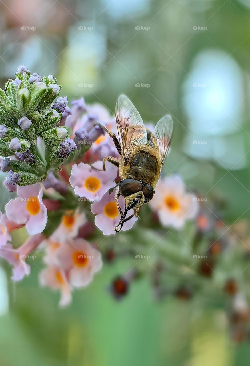 A bee on a flower