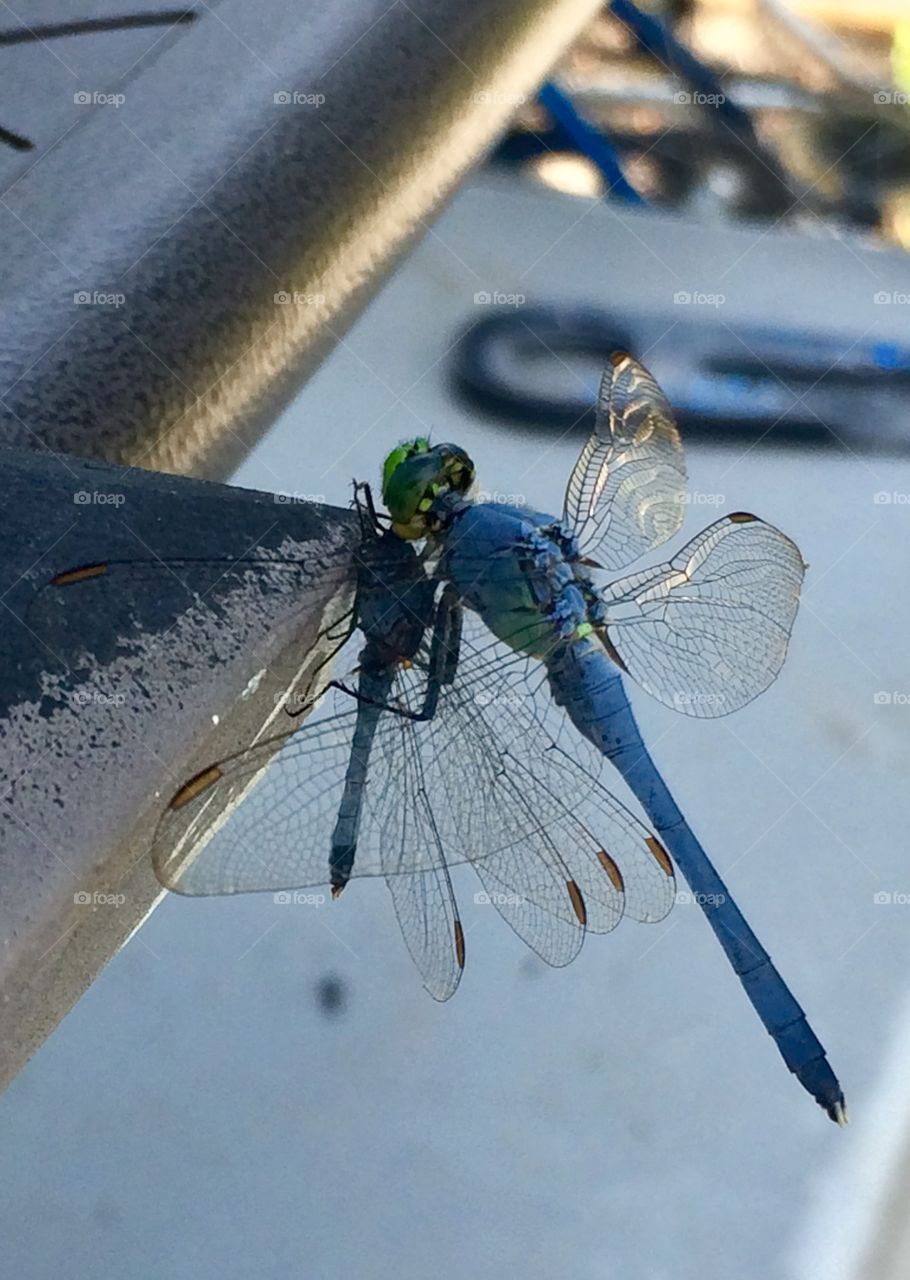 Carnivorous . Dragonfly for lunch 