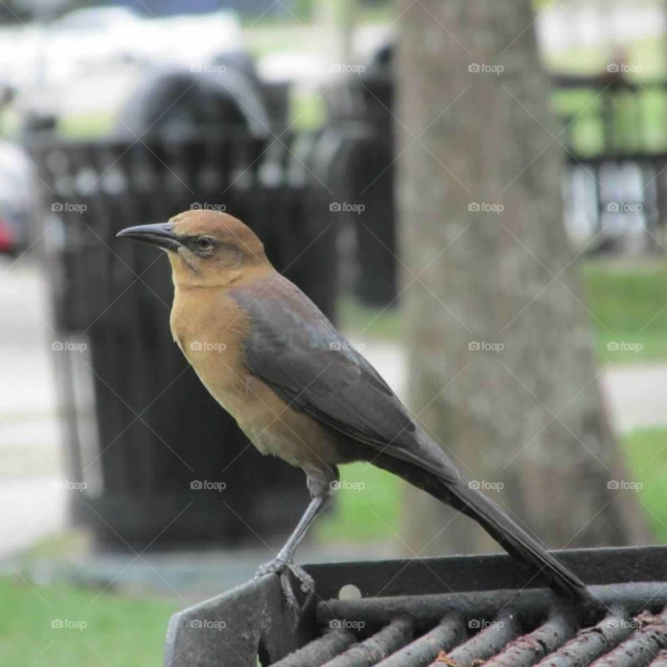 Bird on a grill