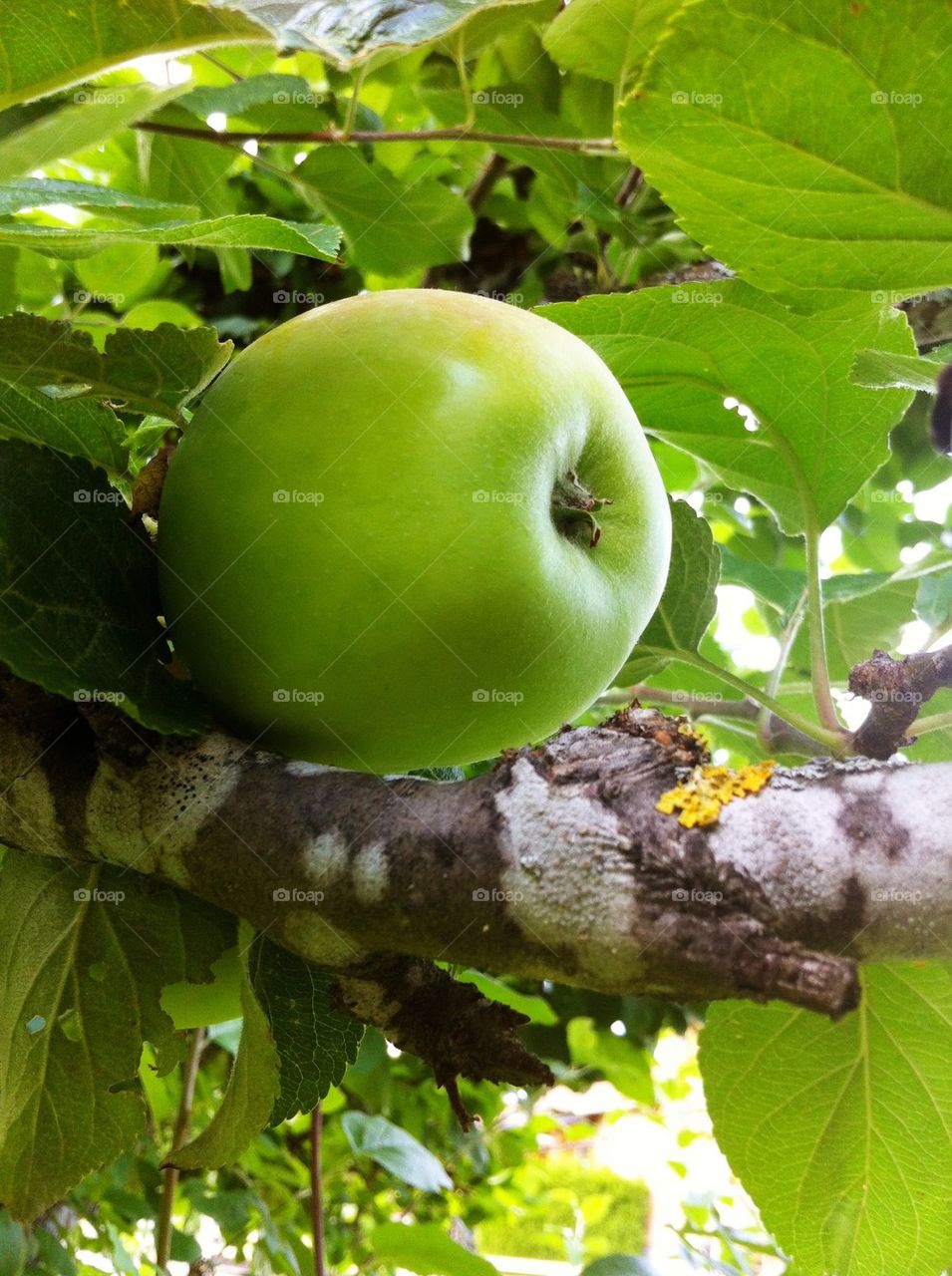 One green apple on apple tree branch.
