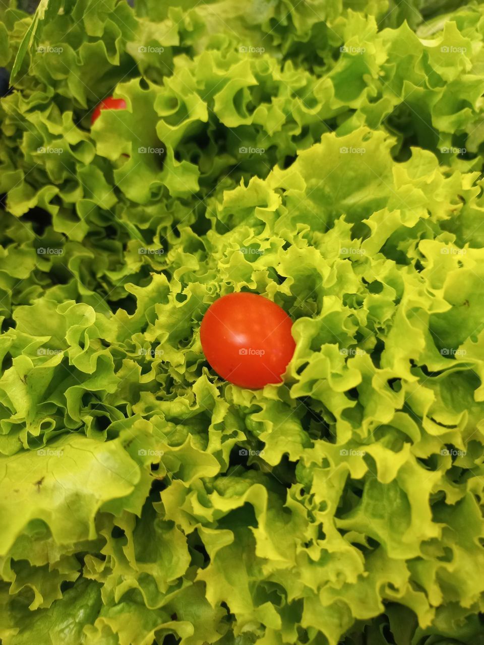 Alface crespa, essa hortaliça traz 20% de proteínas em sua sua quantidade total e, possui 15 calorias  em 100 gramas do produto.  As suas folhas são  ricas em vitamina A, C, E e K,  que ajuda a reduzir o câncer de boca e pulmão