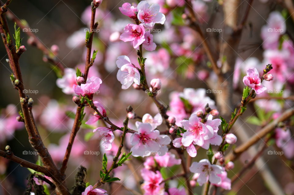 pink cherry blossoms