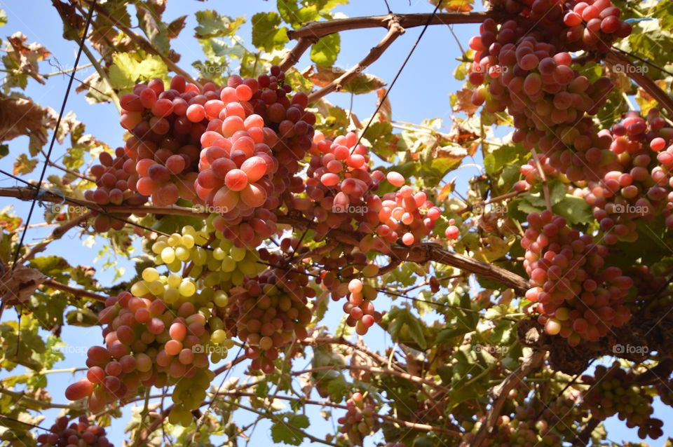 grape plantation harvest huge bunches of berries hanging in clusters against the blue sky