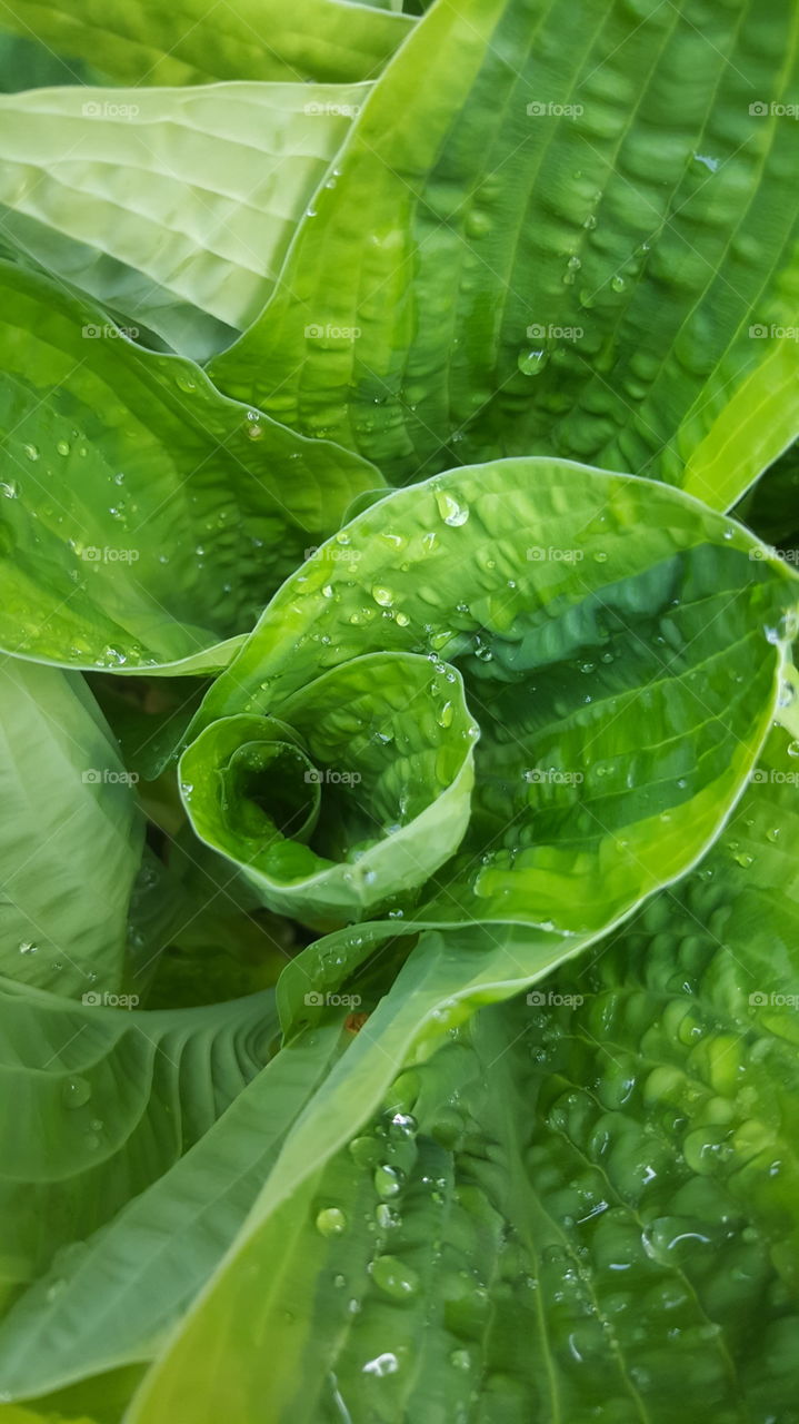 Close-up of Green Hosta