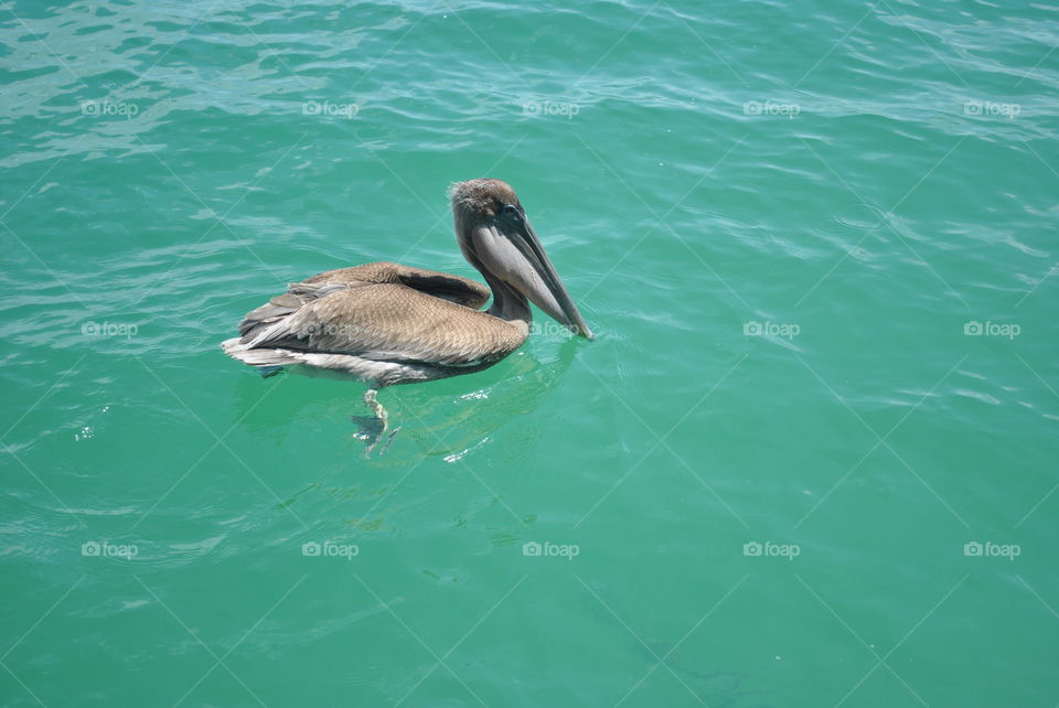 A pelican swimming in the ocean