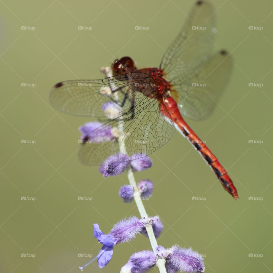 dragonfly . photo shooting