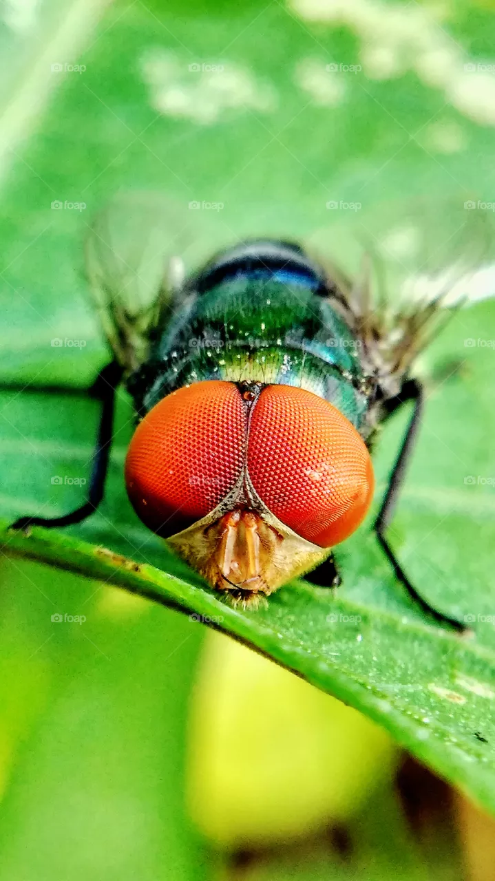 flies
