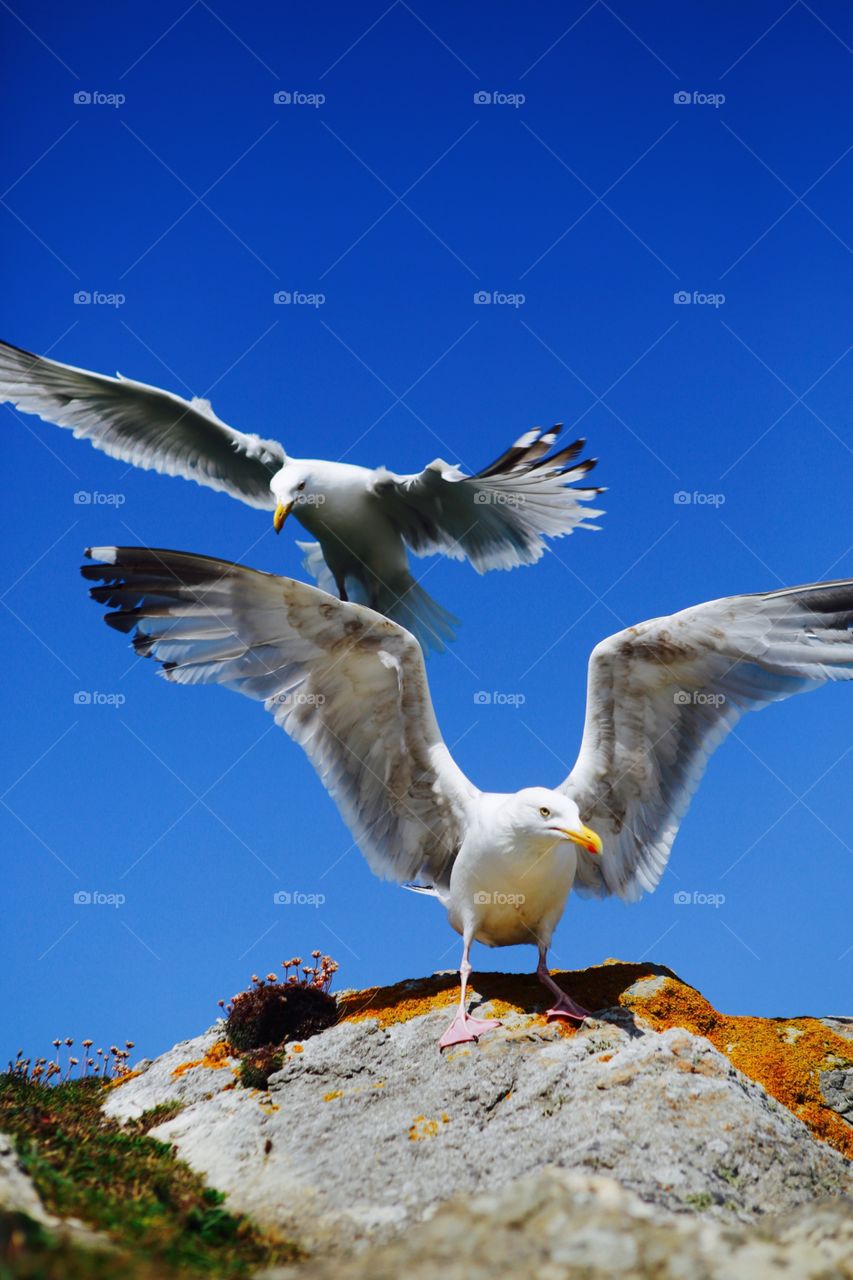 Descent. Sea gulls in little fistral, newquay