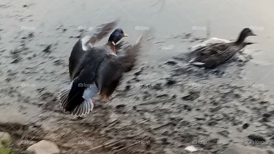 Mallard in motion