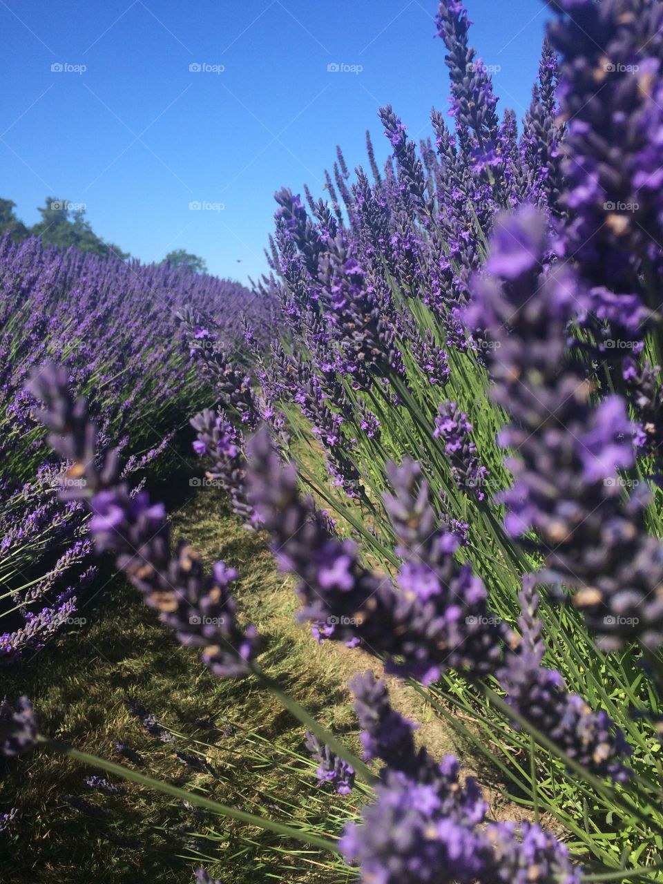 Lavender fields forever 
