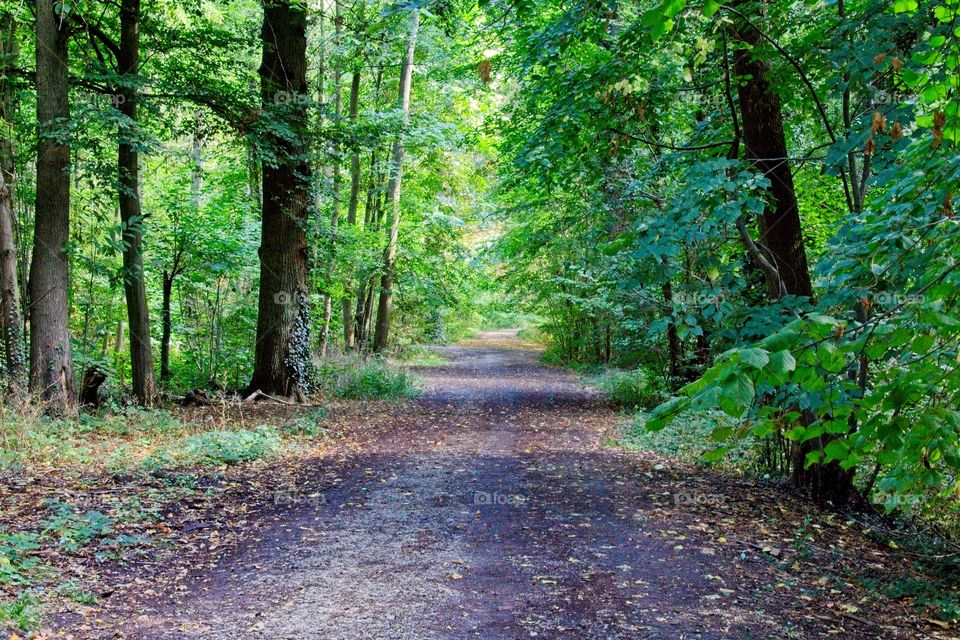 path in the forest