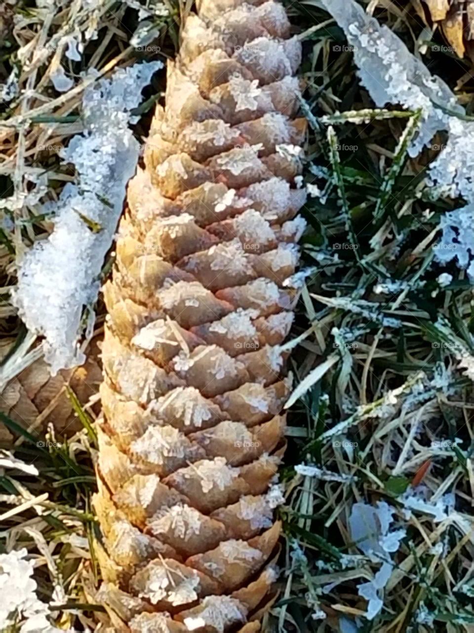 Frosty pinecone