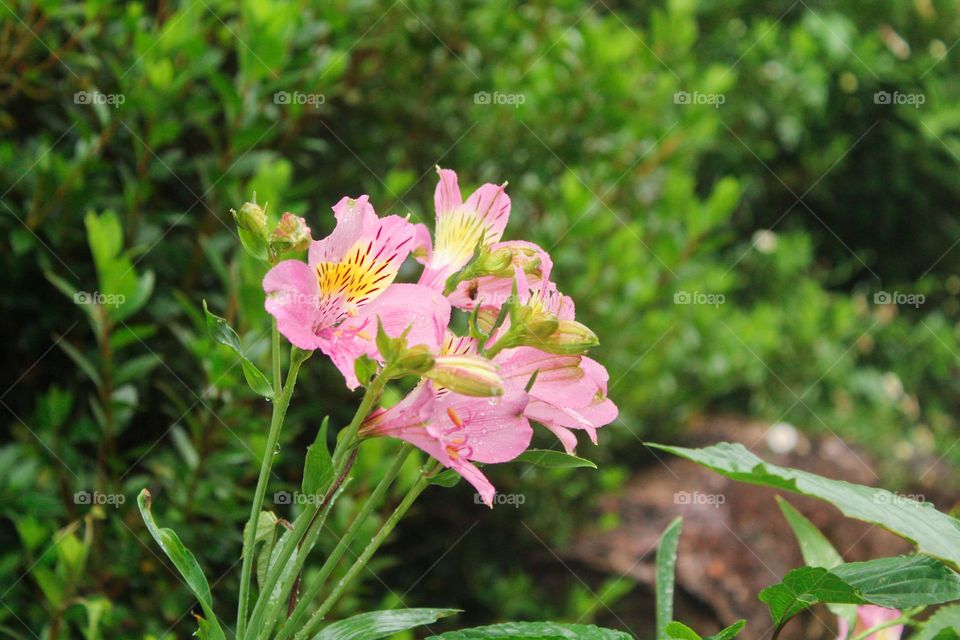 spring flowers