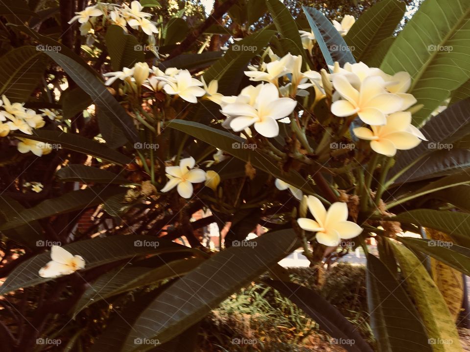 Plumerias in the garden. 