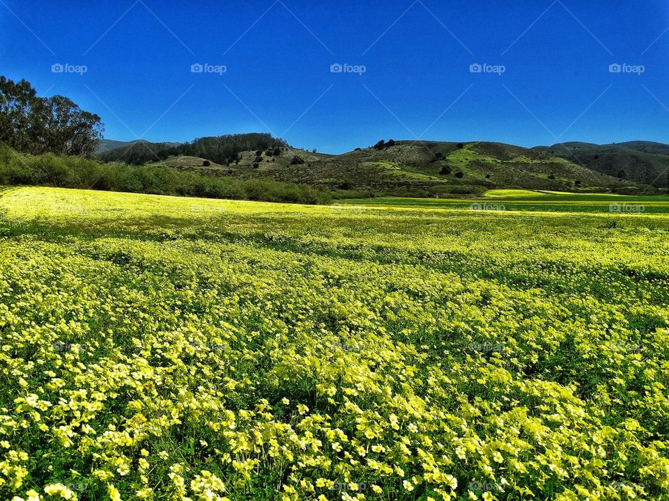 California Coastal Landscape