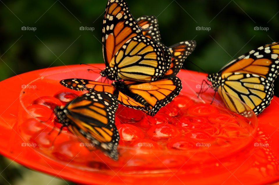 Butterfly, Insect, Monarch, Nature, No Person