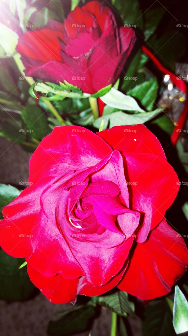 Red roses in a bouquet.