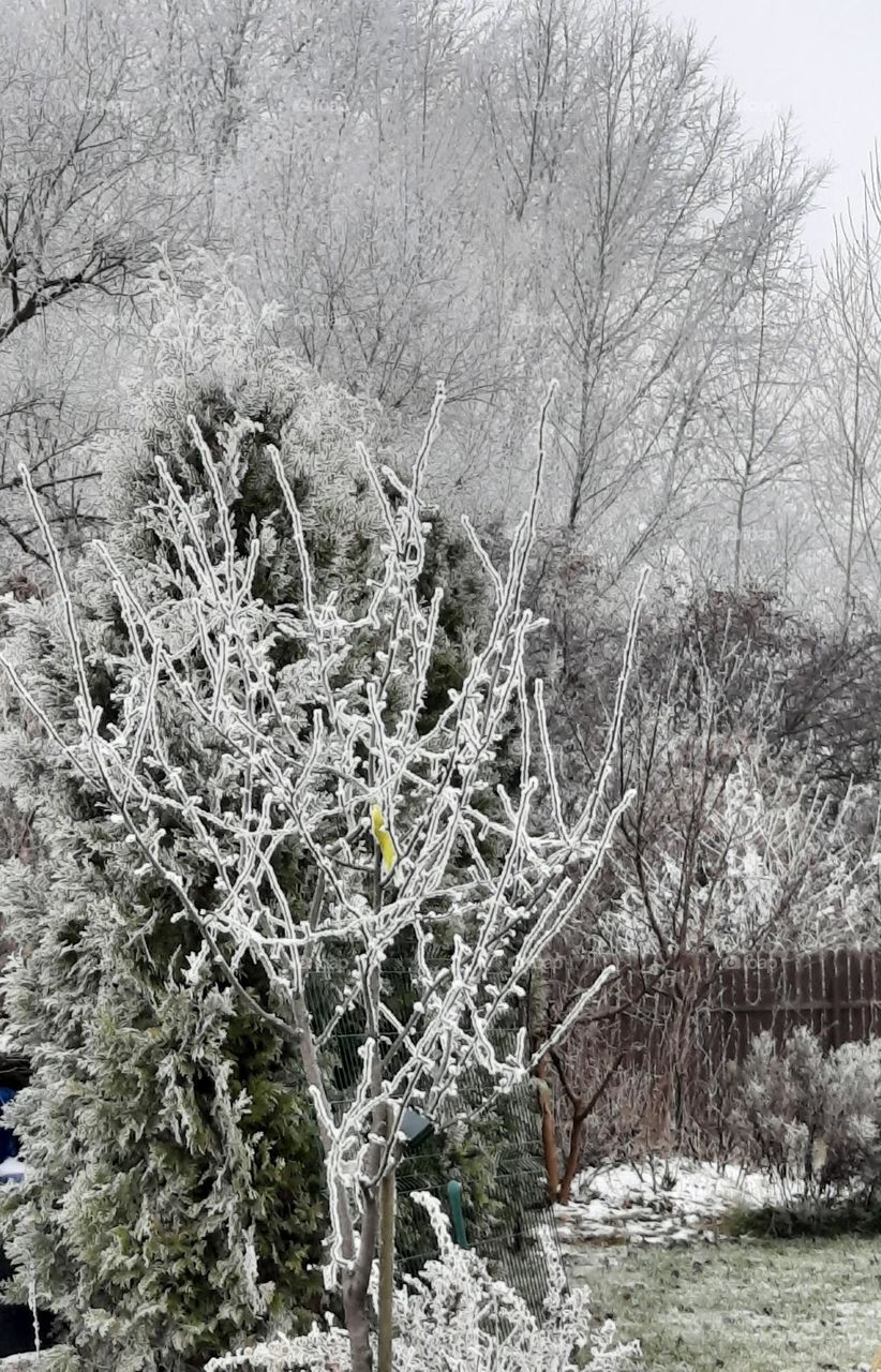 frosty garden in December