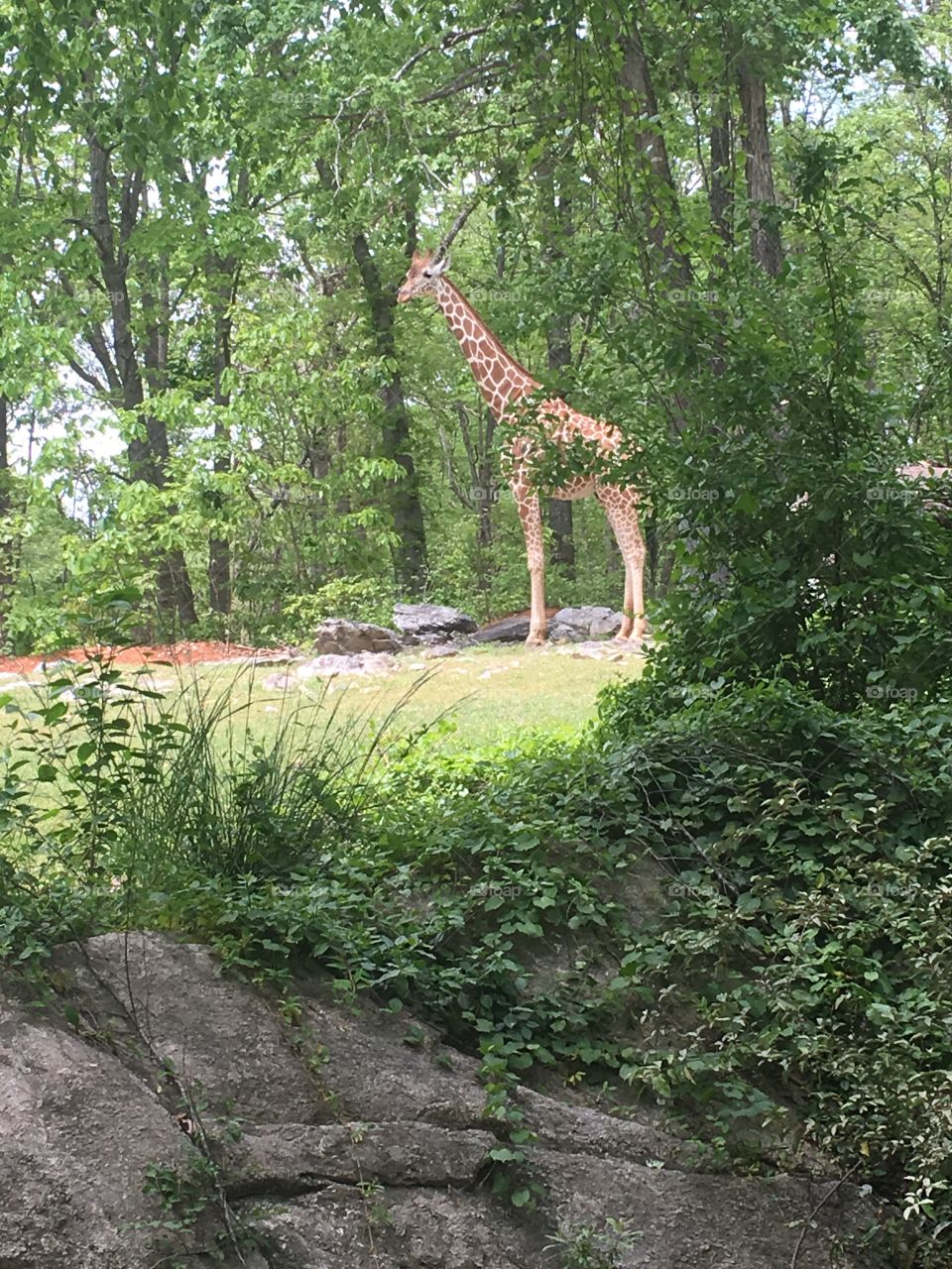 Giraffe at the NC Zoo. 